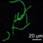 Characterization of a cyanobacterial Rep protein with broad-host range and its utilization for expression vectors