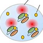 A Novel High-Throughput Method for Screening Protein-Secreting Microbial Strains