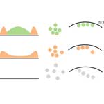 Epigenetic plasticity safeguards heterochromatin configuration in mammals