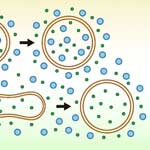 A mechanism that ensures non-selective cytoplasm degradation by autophagy