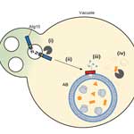 New Study Sheds Light on the Molecular Mechanisms Underlying Lipid Recycling Within Cells
