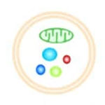 Complete set of the Atg8-E1-E2-E3 conjugation machinery forms an interaction web that mediates membrane shaping