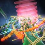 光合成微生物が形成するバイオフィルムの成分の非標識・超解像での可視化に成功