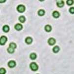 光合成微生物シアノバクテリアにおける新奇プラスミド複製因子の発見
