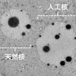 世界初！卵子にDNA溶液を注入することで人工細胞核の構築に成功
